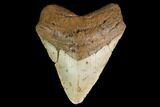 Fossil Megalodon Tooth - North Carolina #147521-1